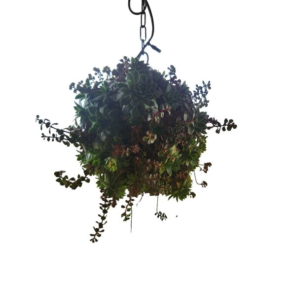 10 inch Hanging Wire and Metal Wreath Succulent Plant Basket With Chain Hook For - Picture 11 of 12